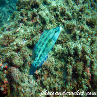 Wrasse
