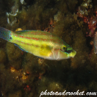 Cuckoo Wrasse - Image