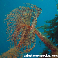 Peacock worm - Image