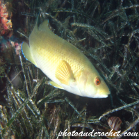 Green wrasse - Image
