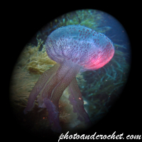 Underwater Art Photography