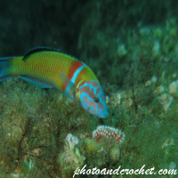 Wrasse