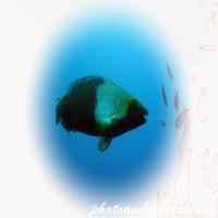 Unterwasser-Kunstfotografie