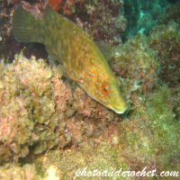 Wrasse