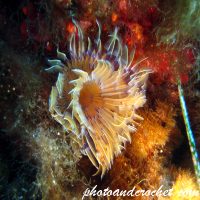 White-tufted worm - Image