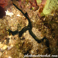 Bonellia viridis - Image