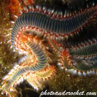 Bearded Fire Worm - Image