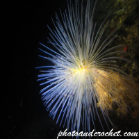 Peacock worm - Image