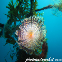 Peacock worm - Image