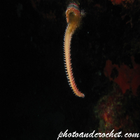 หนอนทะเล – ชีวิตใต้น้ำ