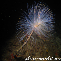 Peacock worm - Image