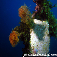 Gusanos marinos – Vida submarina