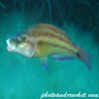 Wrasse