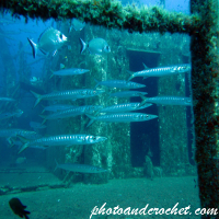 Um El - Faroud - Image