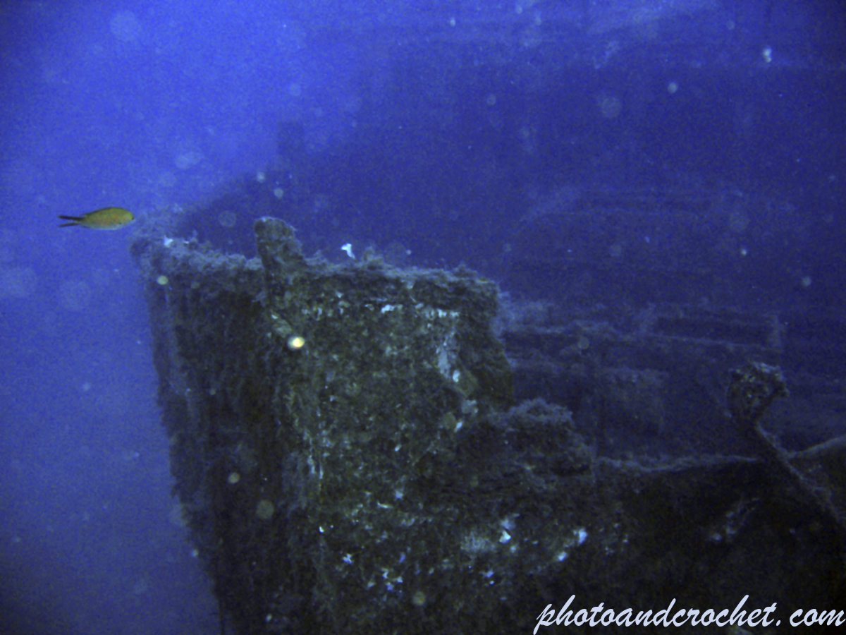 Imperial Eagle - Image