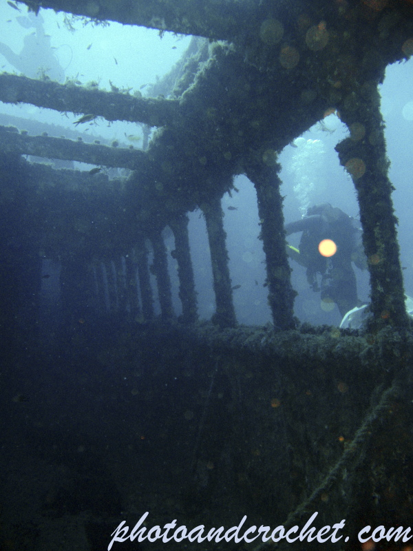 Imperial Eagle - Image