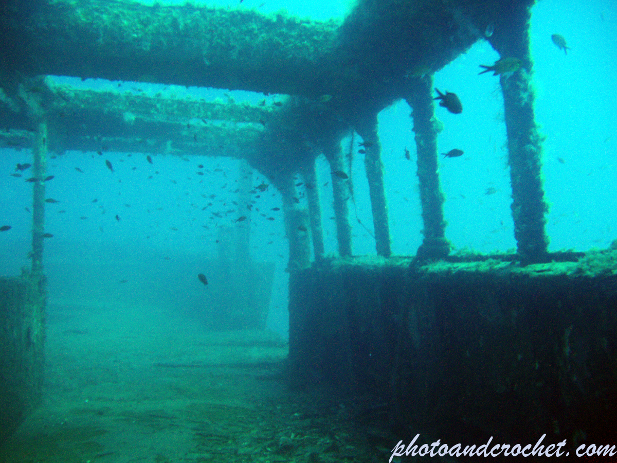 Imperial Eagle - Image