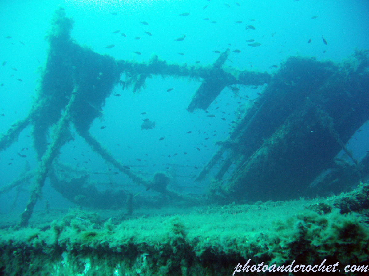 Imperial Eagle - Image