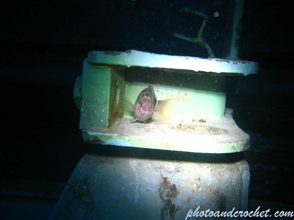 P 31 - Pasewalk - Image