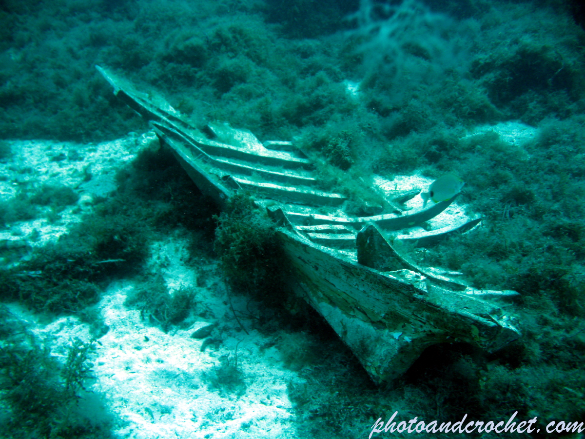 Maltese Daisa - Image