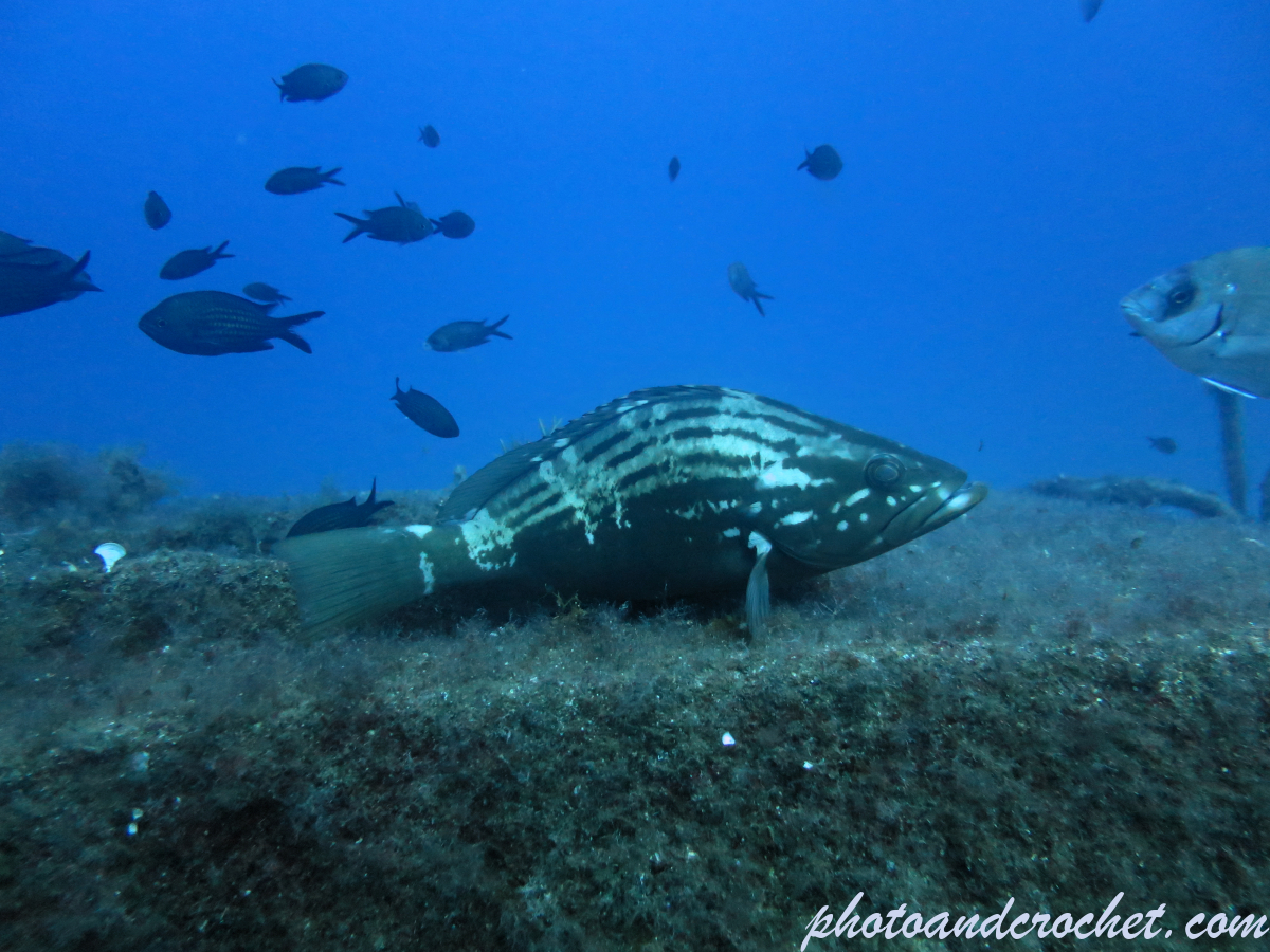 Goldblotch grouper - Image