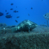 Goldblotch grouper - Image