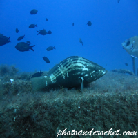 Goldblotch grouper - Image