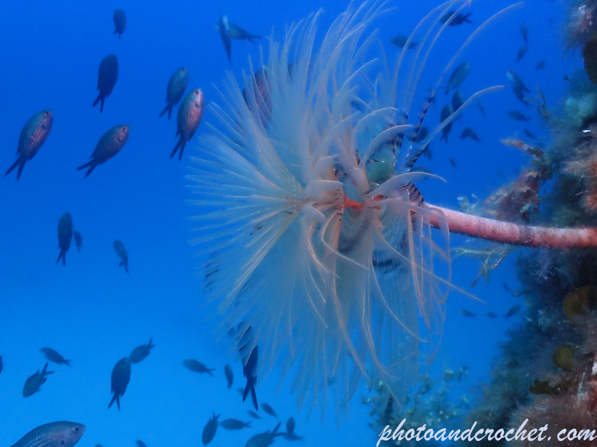 Peacock worm - Image