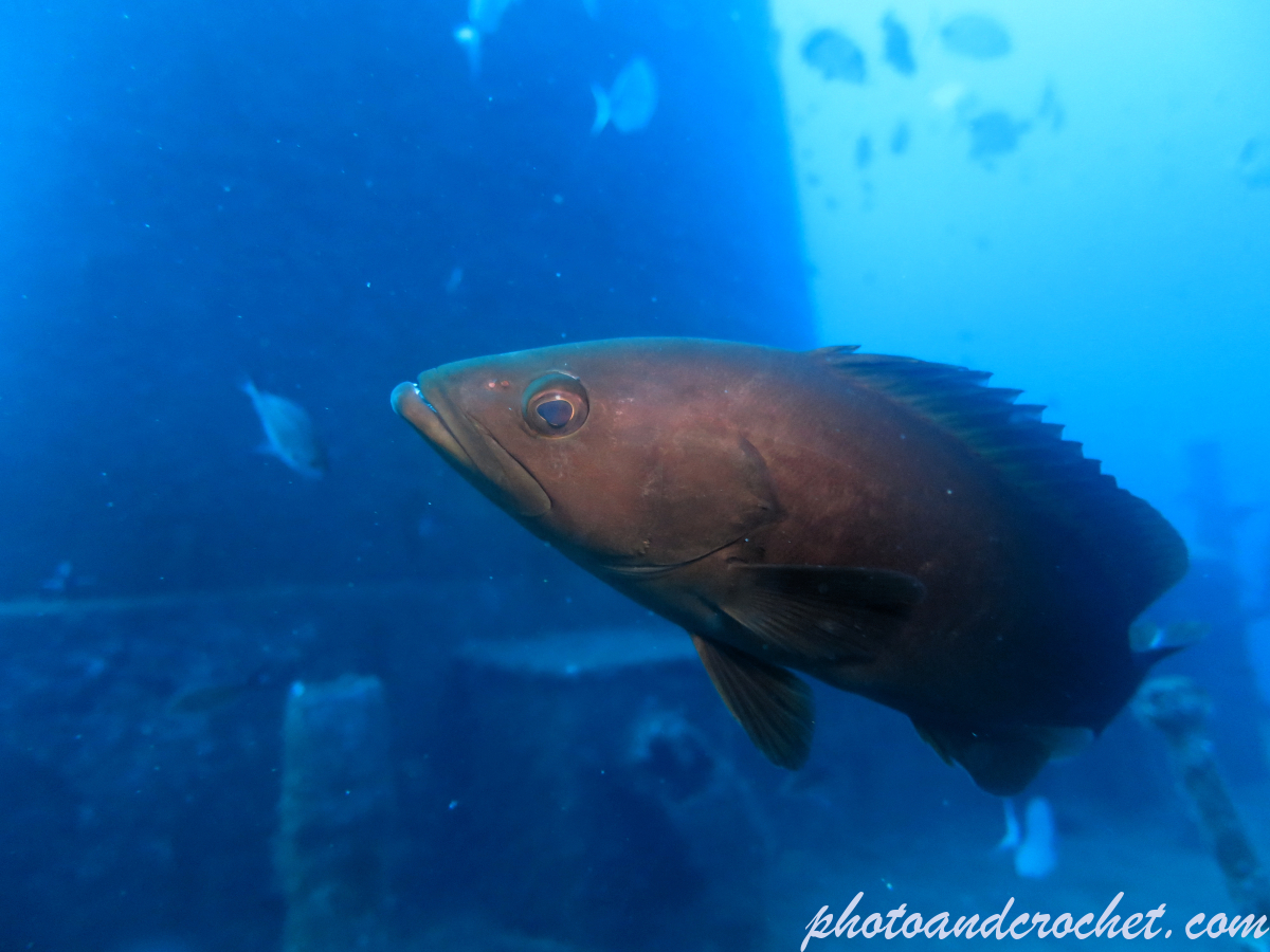 Grouper - Image