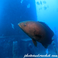 Grouper - Image