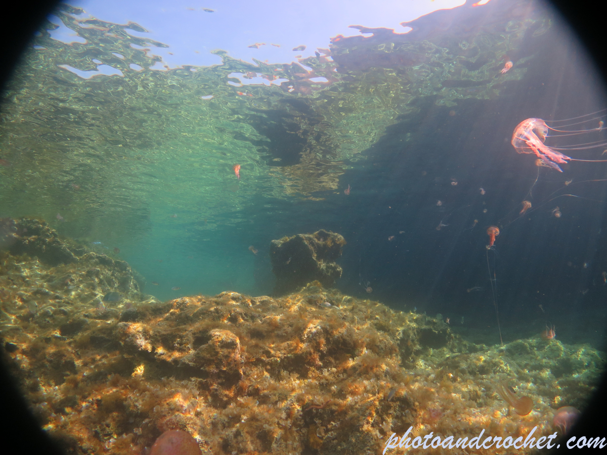 Aquatic Background - Image