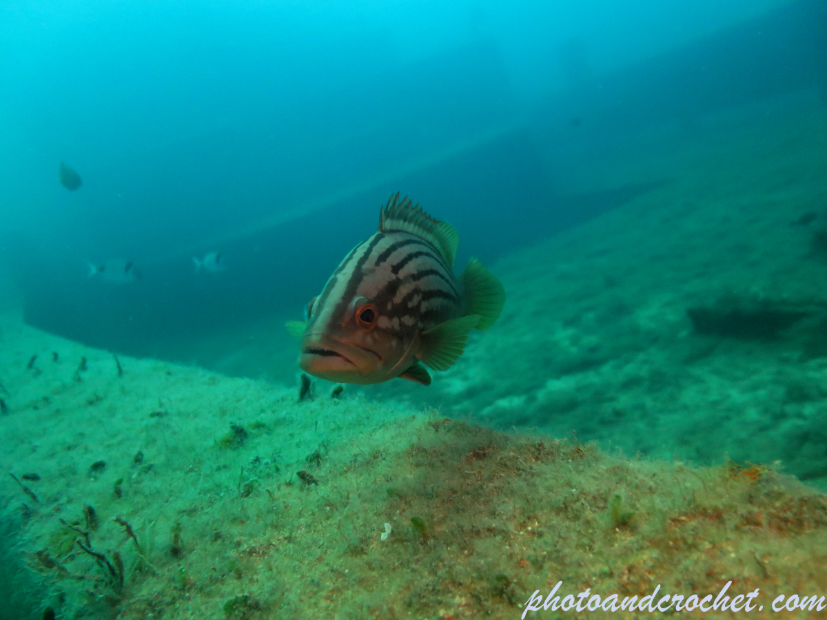 Goldblotch grouper - Image