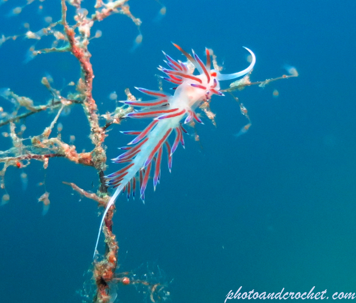 Nudibranch - Image