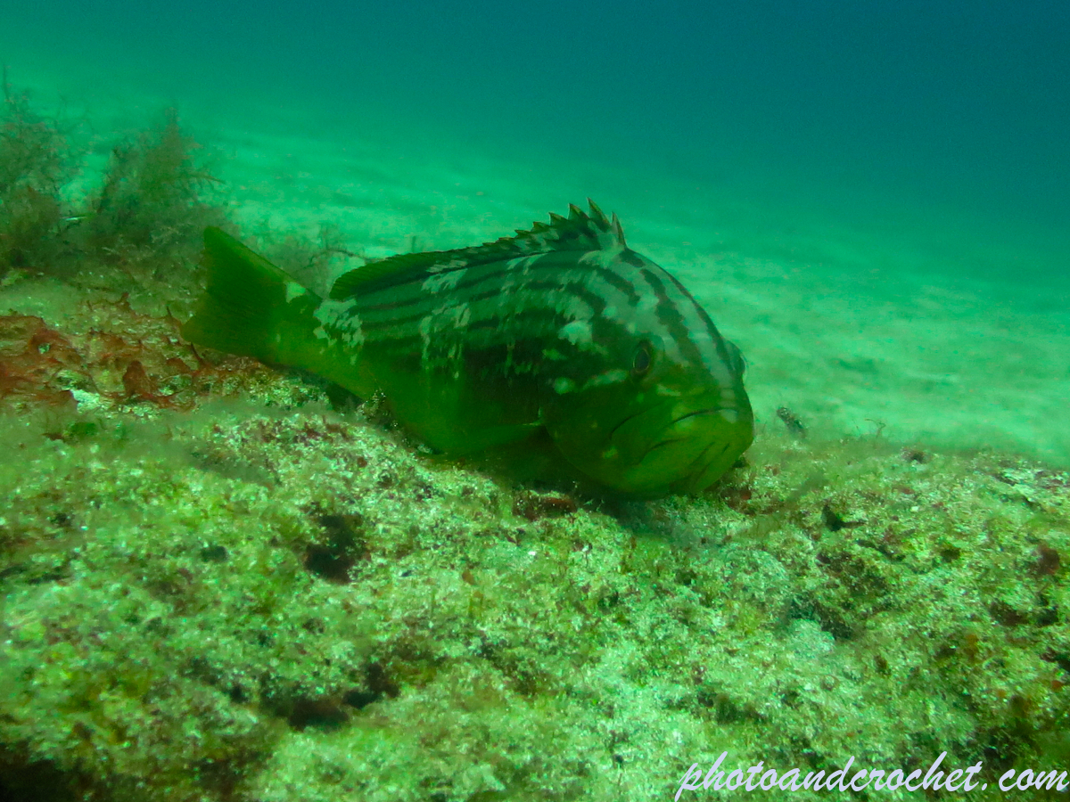 Goldblotch grouper - Epinephelus costae - Image