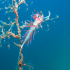 Nudibranch - Image