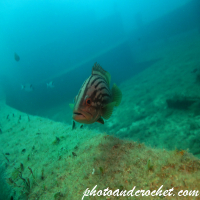 Goldblotch grouper - Image