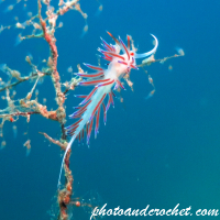 Nudibranch - Image