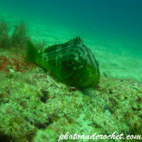 Goldblotch grouper - Epinephelus costae - Image