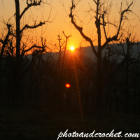 Early Spring Sunrise Over Apple Farm near Lake Constance