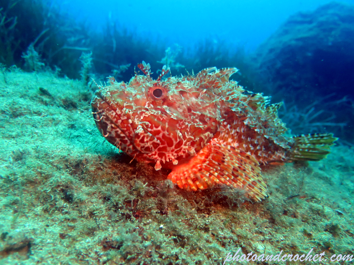 Scorpionfish - Image