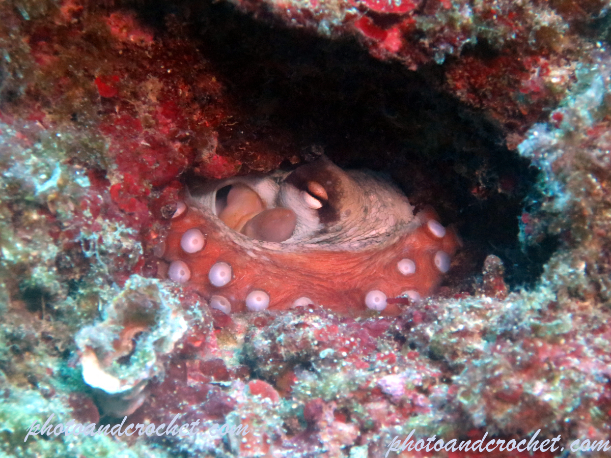 Octopus - Octopus vulgaris - Image