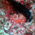 Octopus - Octopus vulgaris - Image