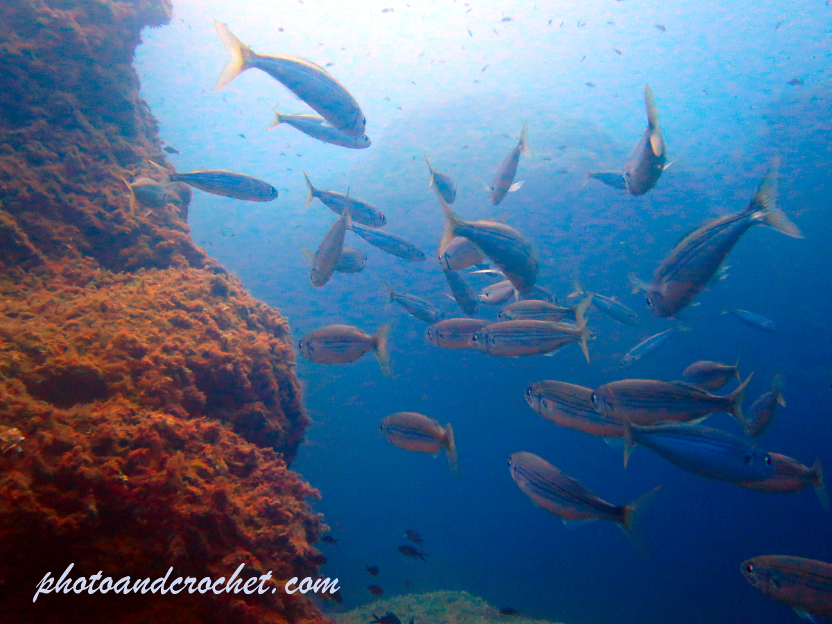 Pilchard - Sardina pilchardus - Image