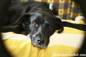 Dog – Couch Comfort