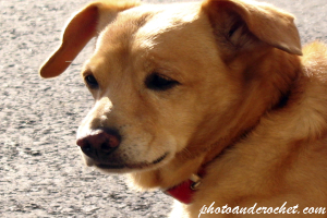 Dog – Mid-Road Siesta