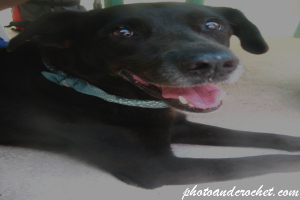 Dog – Ready for a Walk