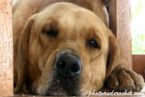 Dog – Sleepy and Unbothered