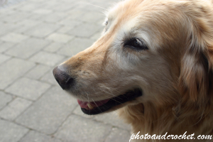 Dog – Friendly Golden Retriever