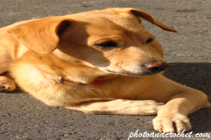 Hund – Bin ich hübsch?