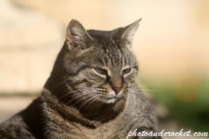 Just Woke Up – Cat Portrait